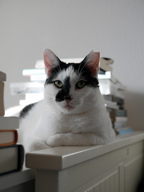 Foto - Eine Katze namens Lisa inmitten von Büchern